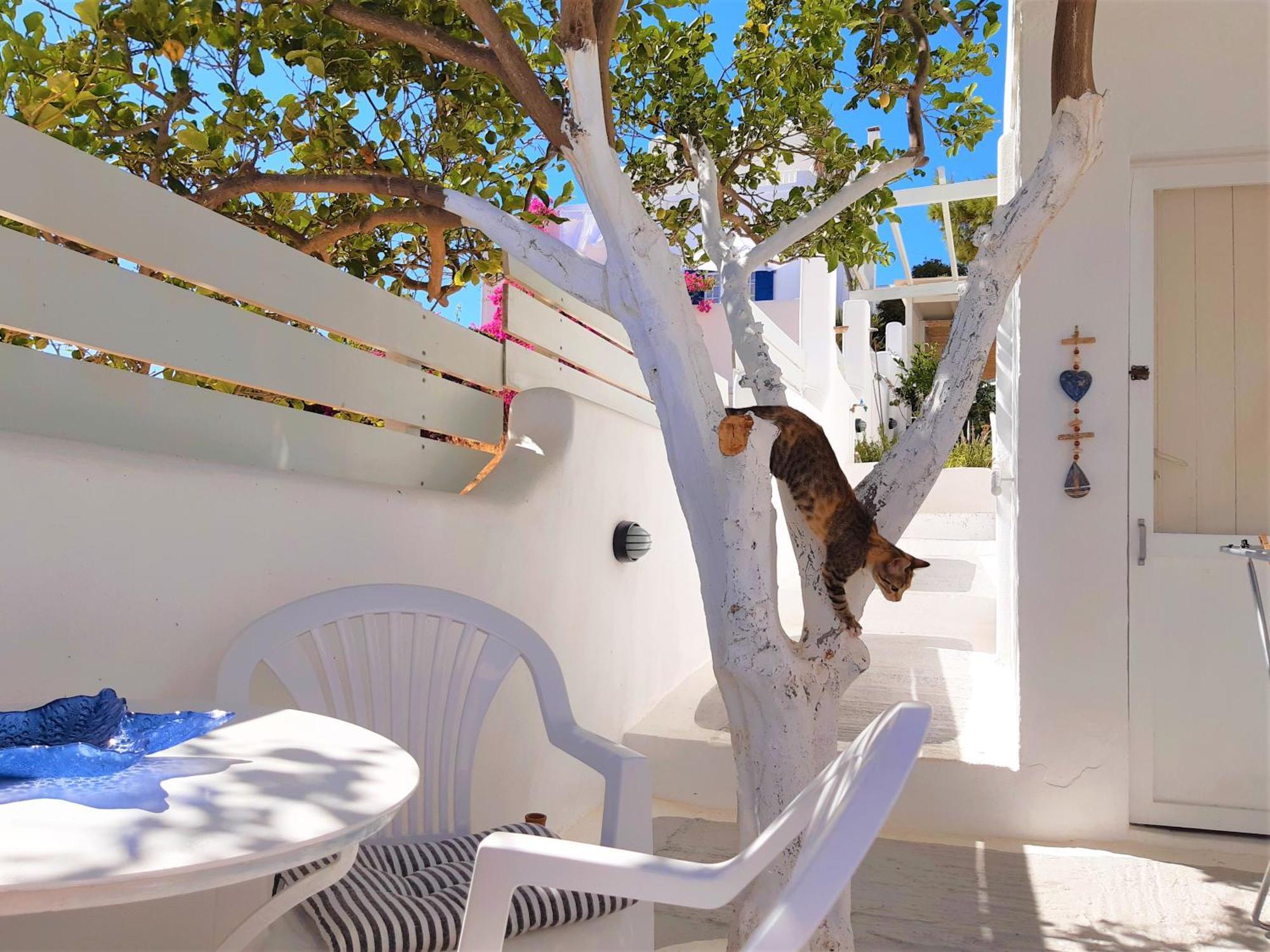 Lemon Tree Maisonette - Naoussa Paros ภายนอก รูปภาพ